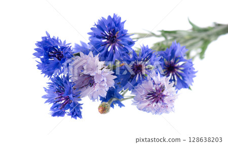 Blue Cornflower isolated on white background. Centaurea cyanus or bachelor's button flowers. Blue Cornflower isolated on white background. Centaurea cyanus or bachelor's button flowers. 128638203