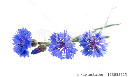 Blue Cornflower isolated on white background. Centaurea cyanus or bachelor's button flowers. 128638215