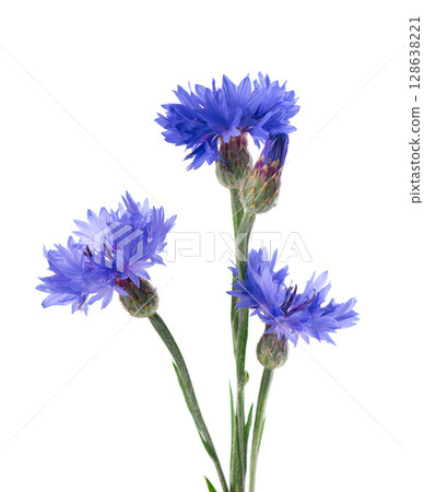 Blue Cornflower isolated on white background. Centaurea cyanus or bachelor's button flowers. 128638221