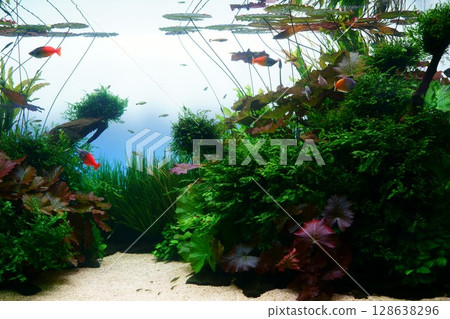 8087 水族箱植物缸 8087 水族箱植物缸 128638296