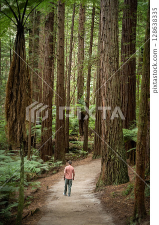 Man walking the trail amongst the huge trees in redwood park, Rotorua, New Zealand Man walking the trail amongst the huge trees in redwood park, Rotorua, New Zealand 128638335