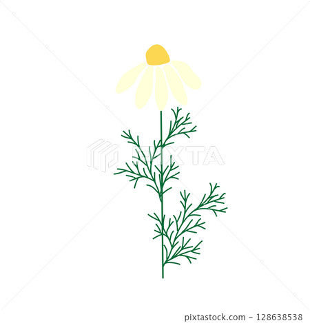 Wild and garden flowers, leaves. Modern vector botanical illustrations in trendy bright colors on white background. hand drawn floral design elements Wild and garden flowers, leaves. Modern vector botanical illustrations in trendy bright colors on white background. hand drawn floral design elements 128638538