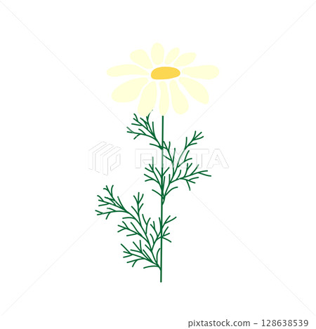 Wild and garden flowers, leaves. Modern vector botanical illustrations in trendy bright colors on white background. hand drawn floral design elements Wild and garden flowers, leaves. Modern vector botanical illustrations in trendy bright colors on white background. hand drawn floral design elements 128638539