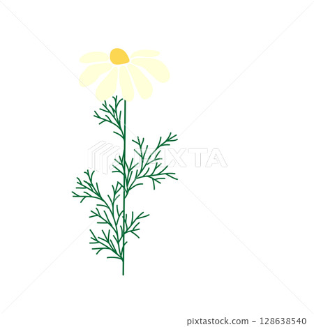 Wild and garden flowers, leaves. Modern vector botanical illustrations in trendy bright colors on white background. hand drawn floral design elements Wild and garden flowers, leaves. Modern vector botanical illustrations in trendy bright colors on white background. hand drawn floral design elements 128638540