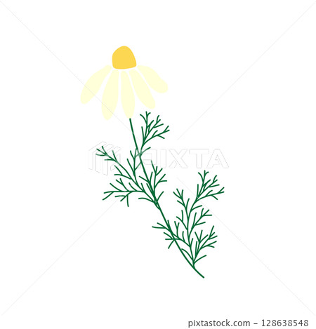 Wild and garden flowers, leaves. Modern vector botanical illustrations in trendy bright colors on white background. hand drawn floral design elements 128638548