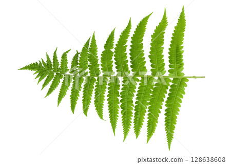 fresh fern leaf isolated on white background. Top view. Flat lay. 128638608