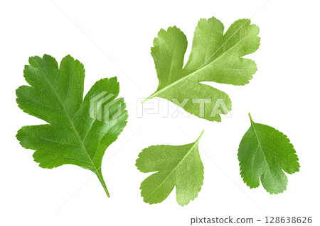 Green leaves of hawthorn berries isolated on white background. Top view. Flat lay. Green leaves of hawthorn berries isolated on white background. Top view. Flat lay. 128638626