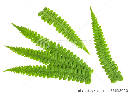 fresh fern leaf isolated on white background. Top view. Flat lay. fresh fern leaf isolated on white background. Top view. Flat lay. 128638630