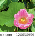 Beautiful lotus flowers in the morning sun 128638959