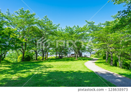 Fresh greenery against the backdrop of early summer's blue sky (Kikuchi Park, Kikuchi City) 128638973