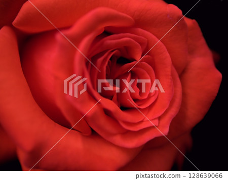 美麗的紅玫瑰“Sankha”在五月盛開 128639066