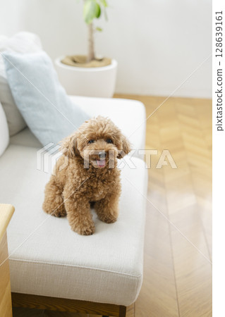 玩具獅子狗坐沙發 玩具獅子狗坐沙發 128639161