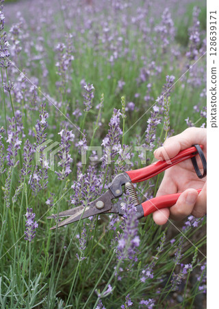 薰衣草採摘 128639171