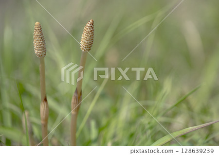 Horsetails growing tall in the early spring grassland 128639239