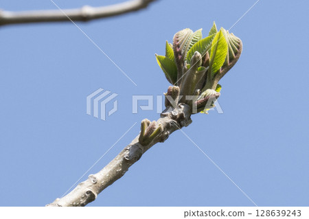 早春河床上即將綻放的日本胡桃樹的嫩葉 早春河床上即將綻放的日本胡桃樹的嫩葉 128639243