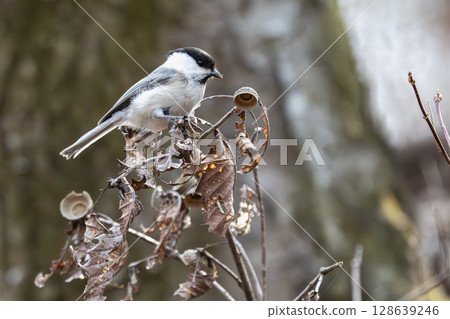 A cute tit I encountered in a grove of trees in early spring 128639246