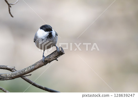 A cute tit I encountered in a grove of trees in early spring 128639247