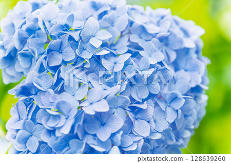 （繡球花特寫）森林裡的繡球花。旅遊景點：“人吉市繡球蓮華公園” 128639260