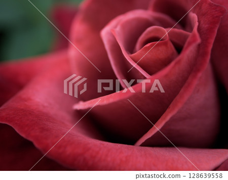 五月「紅茶」棕色玫瑰綻放美麗 128639558