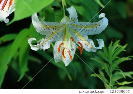 沐浴在夏日陽光下的黃帶百合 128639605