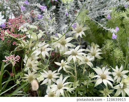 A flowerbed with flowers of various colors and varieties. A flowerbed with flowers of various colors and varieties. 128639915