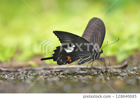 Water absorption of Monk Water absorption of Monk 128640085