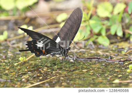 僧侶的吸水率 128640086