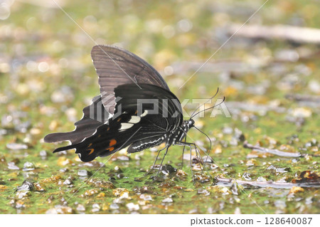 僧侶的吸水率 128640087