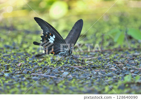 僧侶的吸水率 128640090