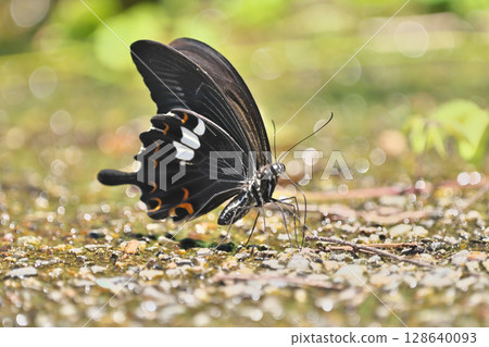 Water absorption of Monk Water absorption of Monk 128640093