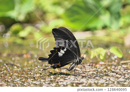 僧侶的吸水率 128640095