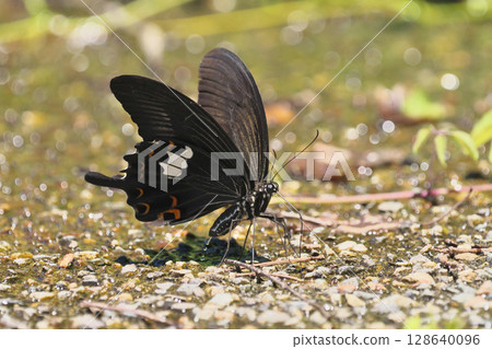 Water absorption of Monk Water absorption of Monk 128640096