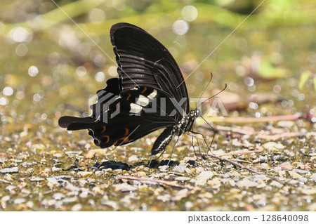 Water absorption of Monk Water absorption of Monk 128640098