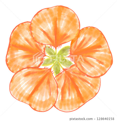 Nasturtium flowers (watercolor style) 128640158