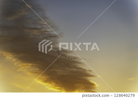 A flock of birds flying in the sunset sky A flock of birds flying in the sunset sky 128640279