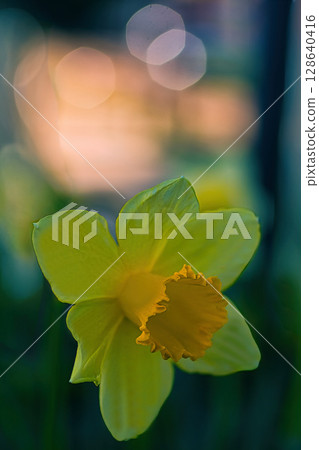 Yellow daffodils 128640416