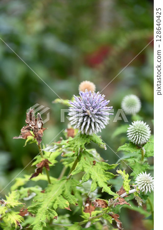 小球薊 小球薊 128640425