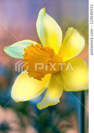 黃色水仙花花 128640431