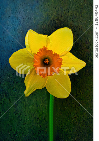 黃色水仙花 黃色水仙花 128640442