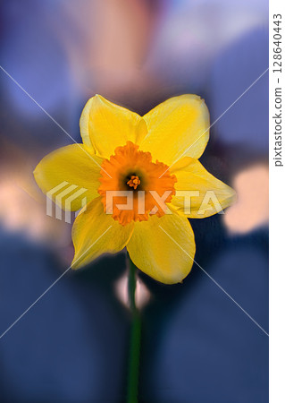 黃色水仙花花 黃色水仙花花 128640443
