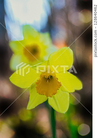 黃色水仙花花 黃色水仙花花 128640462