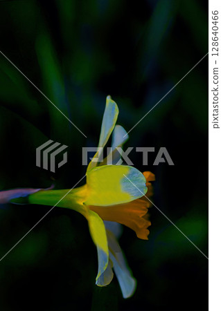 黃色水仙花花 128640466