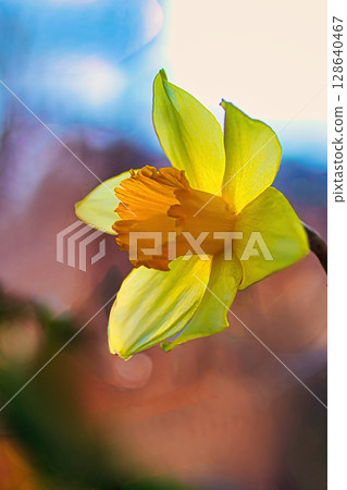 黃色水仙花花 黃色水仙花花 128640467