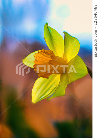 Yellow daffodil flower Yellow daffodil flower 128640468