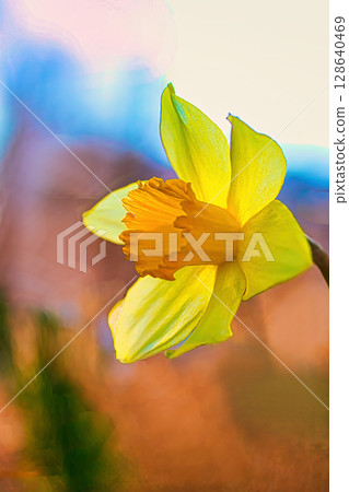 Yellow daffodil flower Yellow daffodil flower 128640469