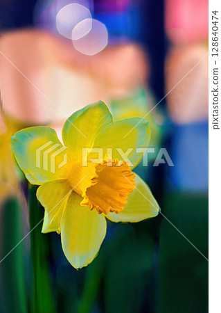 Daffodils shining in bokeh Daffodils shining in bokeh 128640474