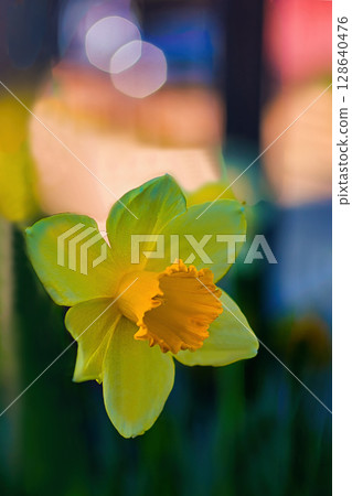 黃色水仙花花 黃色水仙花花 128640476