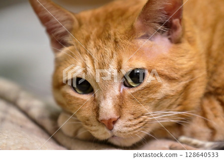 Brown cat Brown cat 128640533