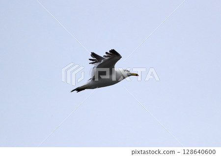 Image of blue sky and black-tailed gulls Image of blue sky and black-tailed gulls 128640600