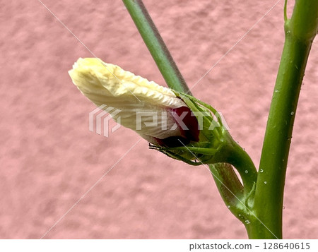 種植盆中生長的秋葵芽 種植盆中生長的秋葵芽 128640615
